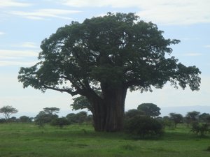 Young Baboab Tree