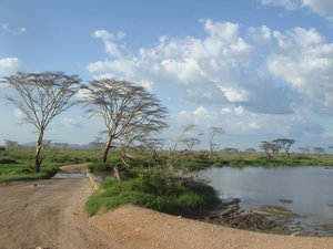 Simply Serengeti