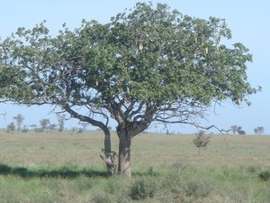 Leopard tree