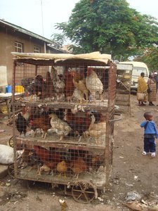 Chicken fair