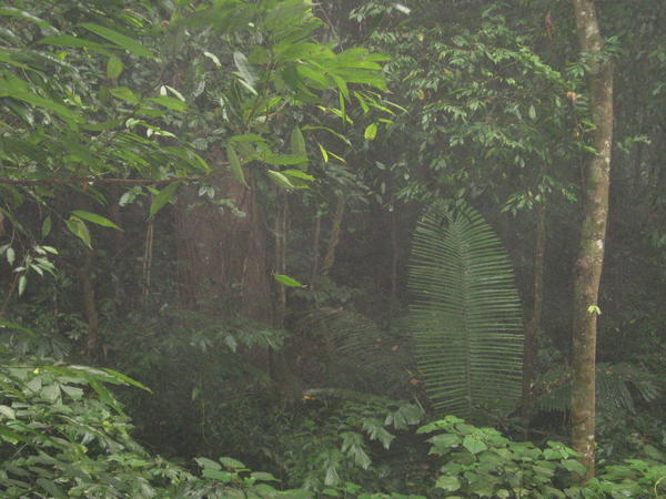 Jungle Shot