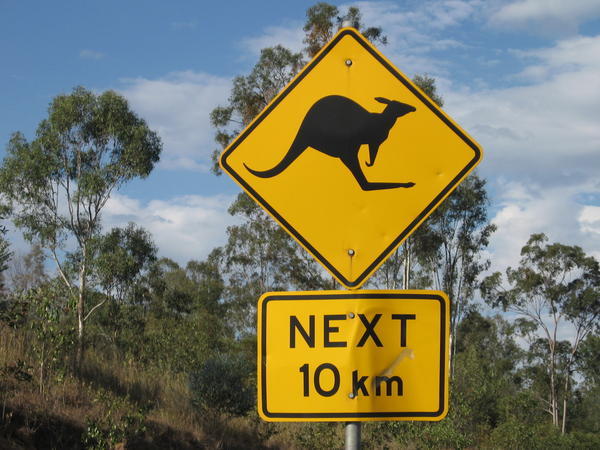 The keep promising, but still no kangaroos!