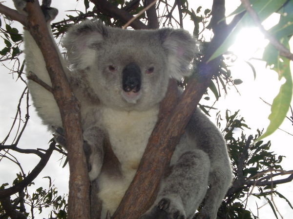 Koala Madness