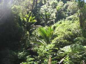 The lush green rainforest