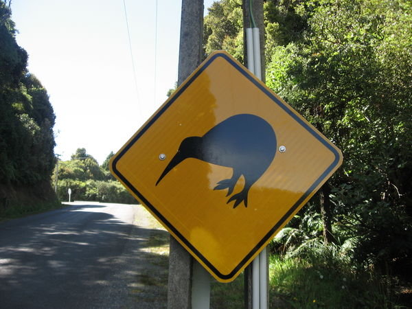 Kiwi's are there, we just didn't see them..