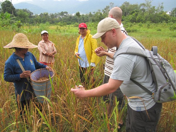 rice harvesting 101