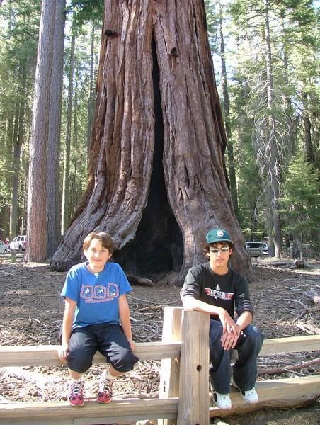 Giant Sequoia - Part 1