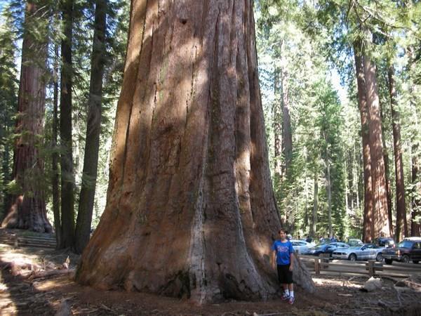 Giant Sequoia - Part 2