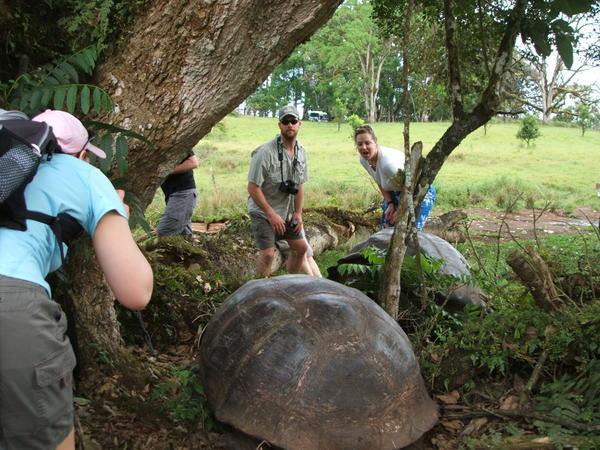 Tortoises in Galapagos