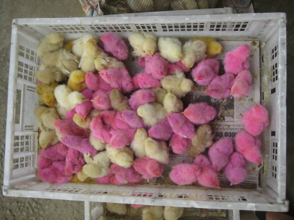 Pink Chicks!