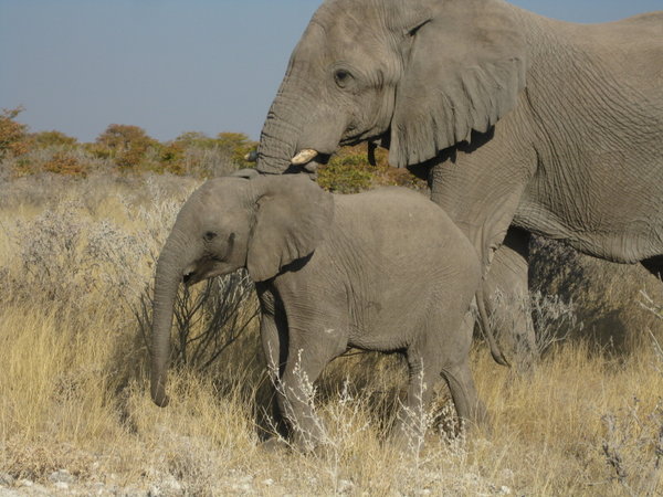 Baby elephants...