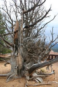 Bryce Canyon National Park - Bristlecone Pine