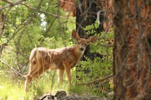 Grand Canyon National Park - Mule Deer