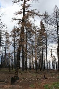 Kaibab National Forrest - Fire Damage