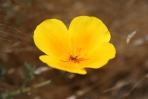 Andrew Molera State Park - Wildflower