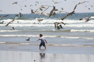 Pismo State Beach - Godzilla vs the birds!