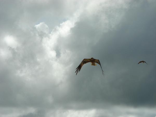 Bird of prey coming in for a feed