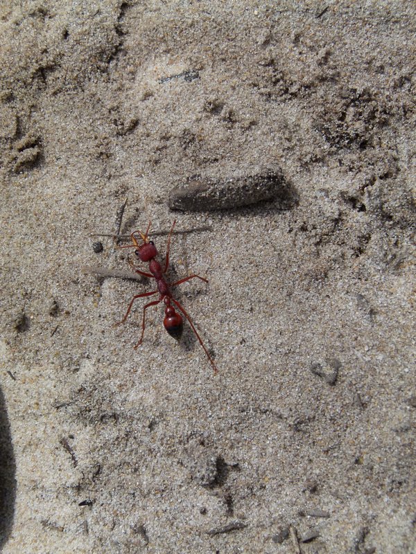 Angry ant!
