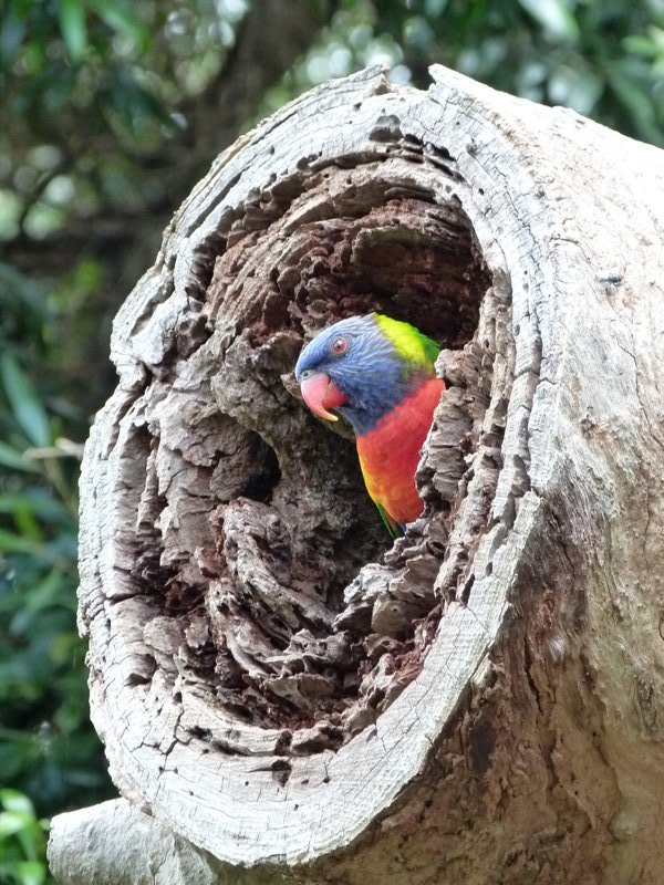A shy Parrot