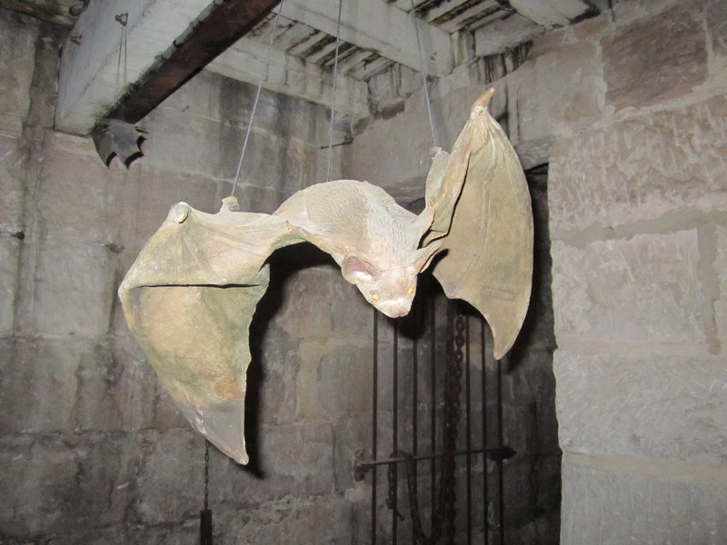 Cellar bat