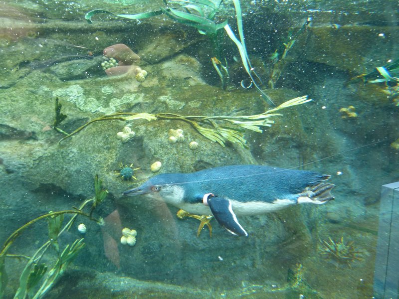 Underwater penguin