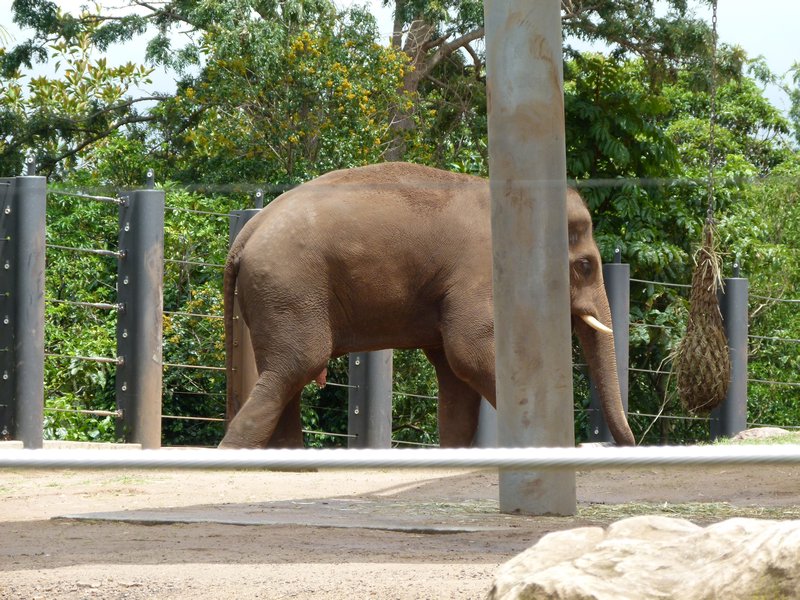 'Big' male elephant!
