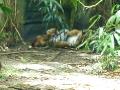 Sleeping tiger cubs