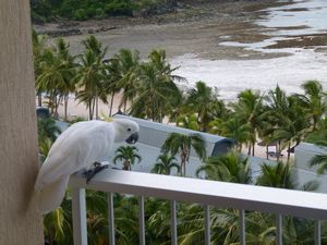 Cockatoo on the Island