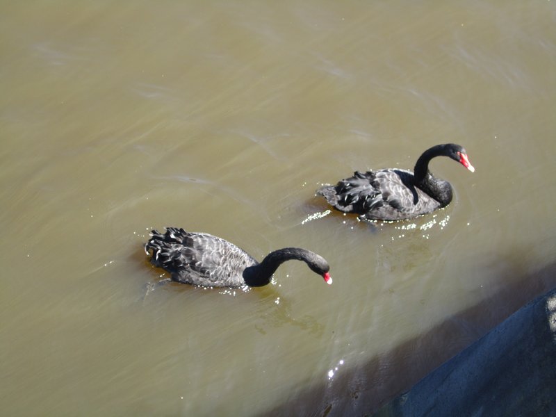 Black Swans in the muddy Yarra