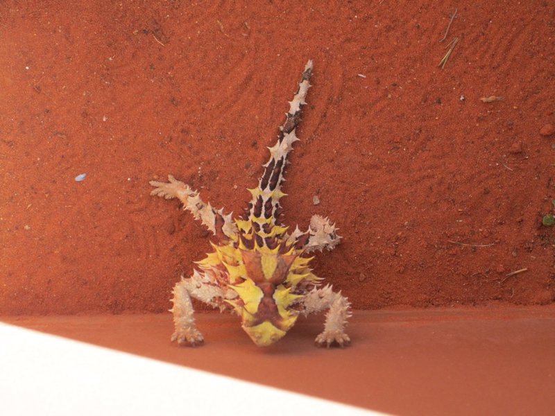 Spiky Lizard