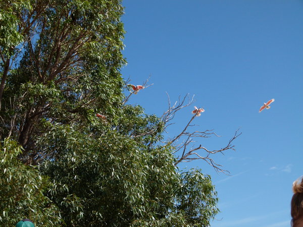 The Rare Pink and White Cockatoos
