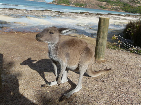 Friendly Roo on Lucky Bay Beach