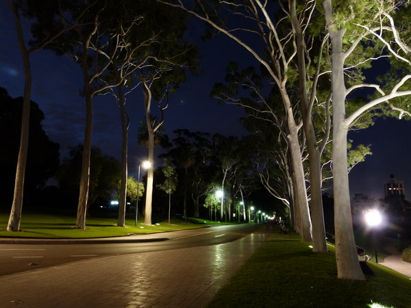 Tree lined promenade at the top of Kings Park