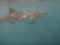 Whale Shark & Black King fish
