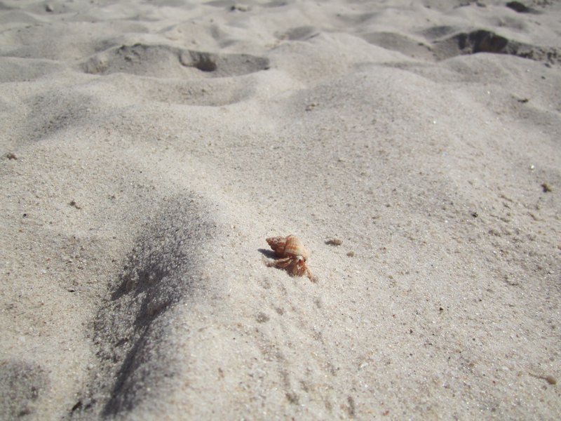 Hermit Crab escaping