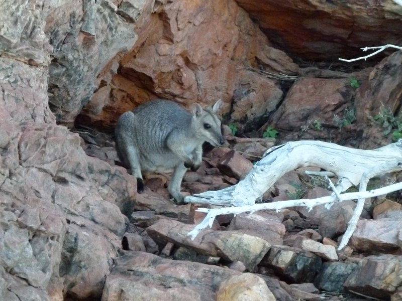 Short Eared Rock Wallaby