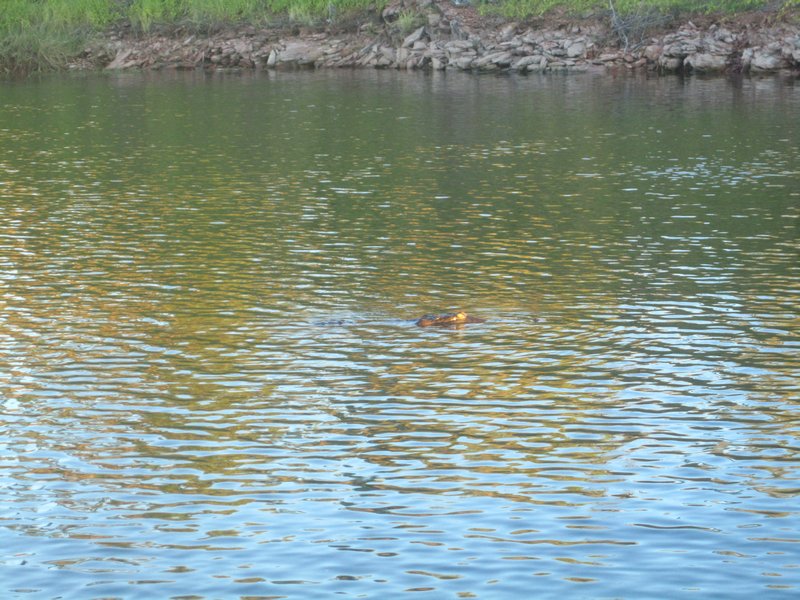 Fresh Water Crocodile