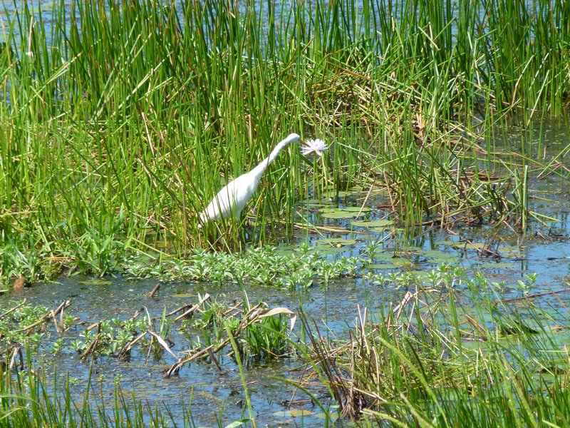 Birds in the marshland
