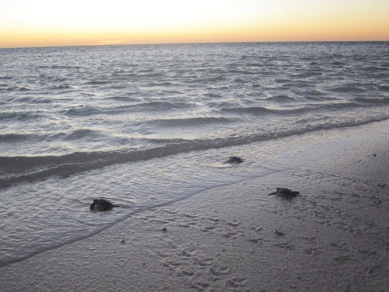 Turtles going into the sea