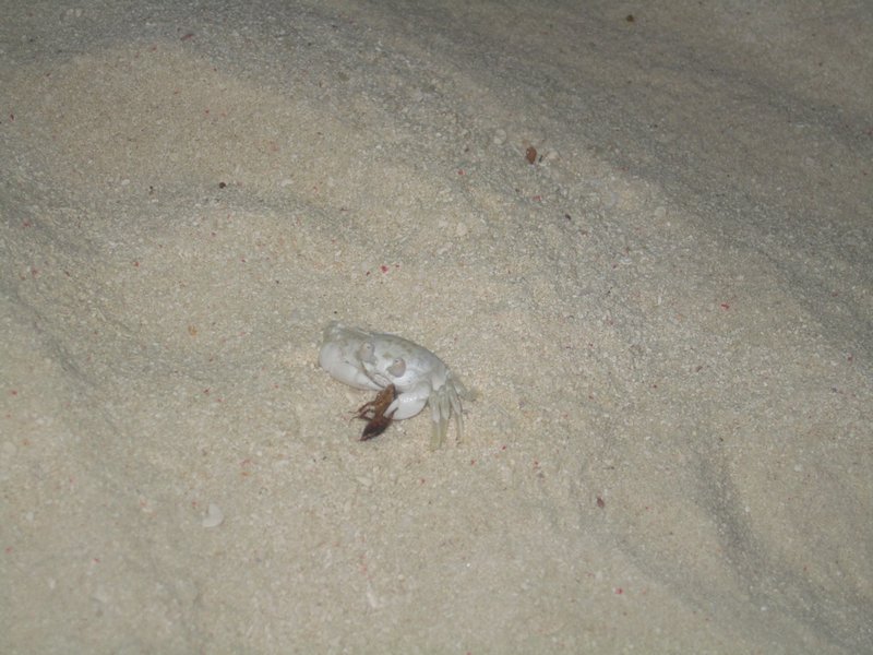 Ghost Crab eating a insect