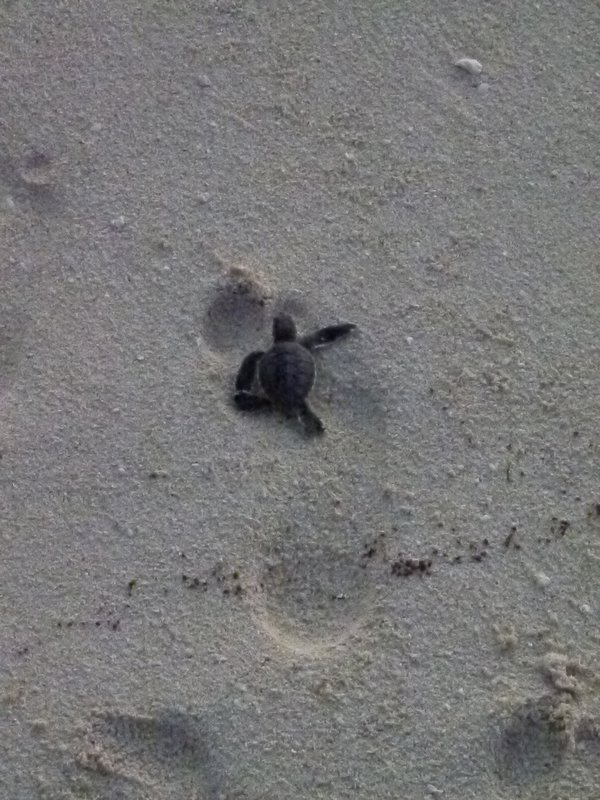 Turtle and footprint2