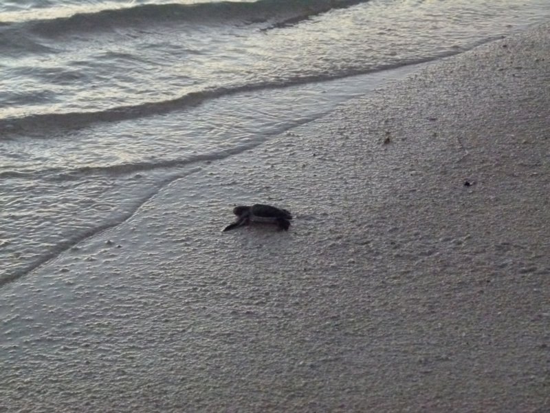 Turtle going into the sea