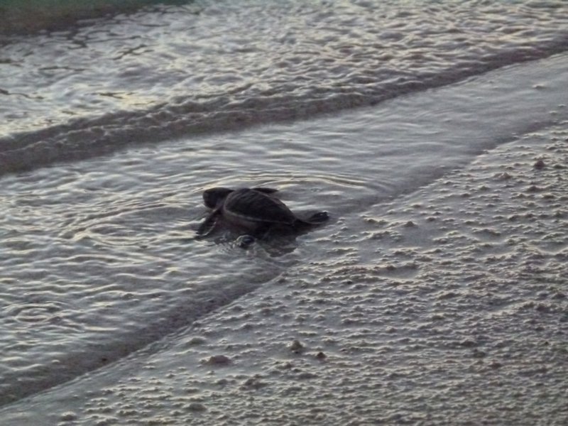 Turtle going into the sea 2