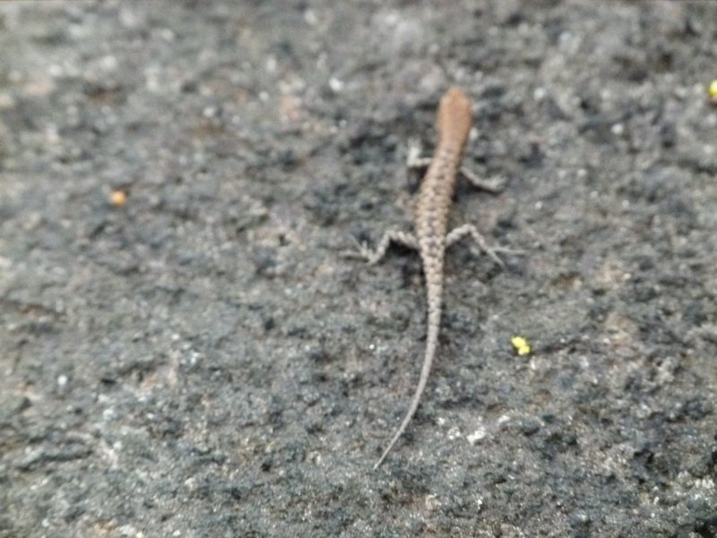 Little lizard