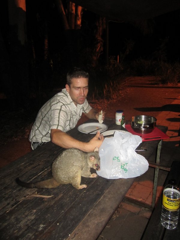 A Possum trying to take Wills dinner