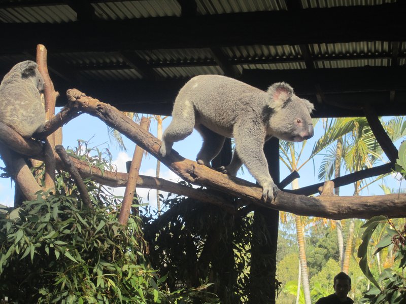 Koala on the move