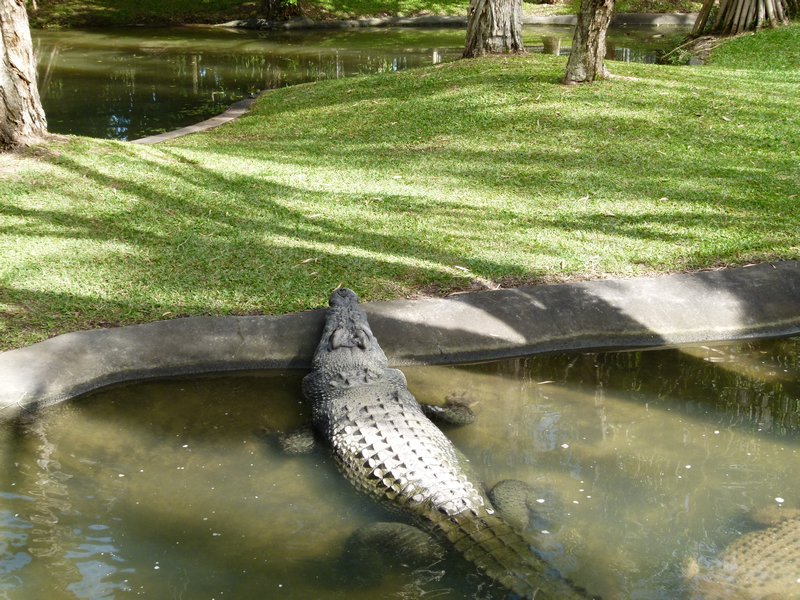 Hanging out in a croc pool