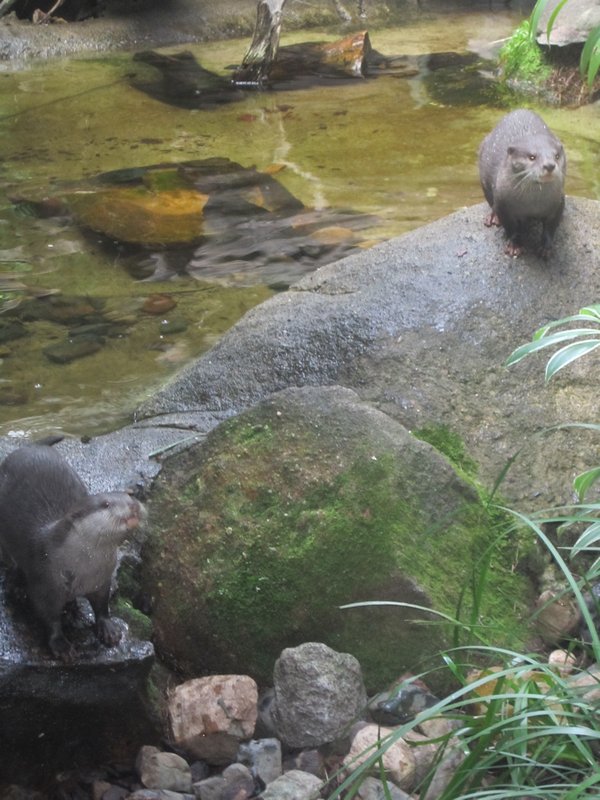 Short Clawed Asian Otters