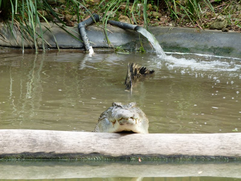 Angry looking croc