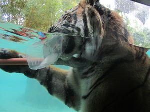 Tiger in the pool
